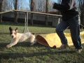 chispi chaussette2.jpg